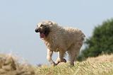 BOUVIER DES ARDENNES 010
